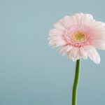 【重要】大変ご好評につきモニタープラン終了しました！